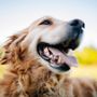Photo of Doggie Bliss