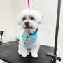 Photo of West Kendall Dog Grooming
