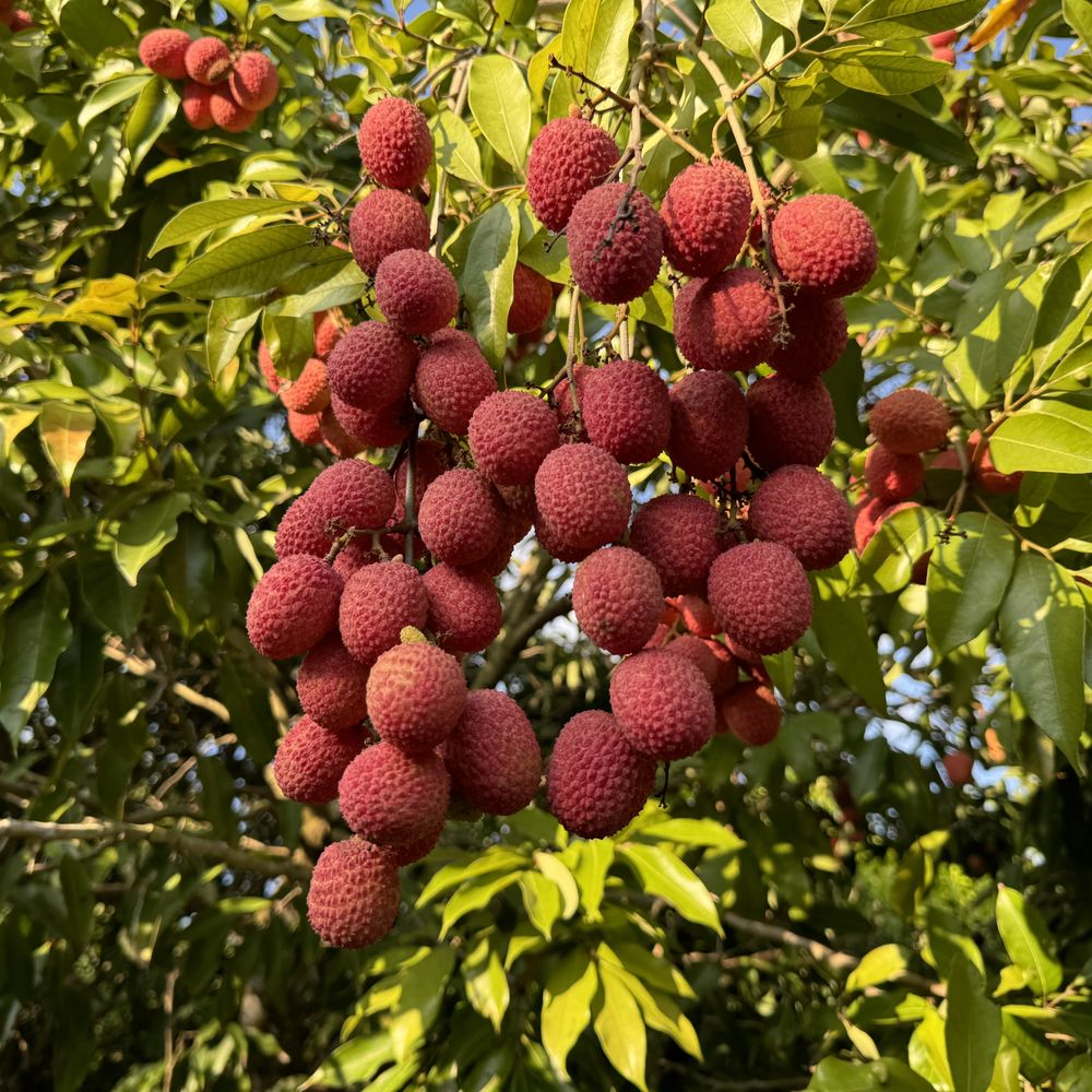 Best Lychee to Plant in Florida: Top Varieties for Success