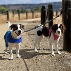 Folsom Dog Resort & Training Center - My cuties!