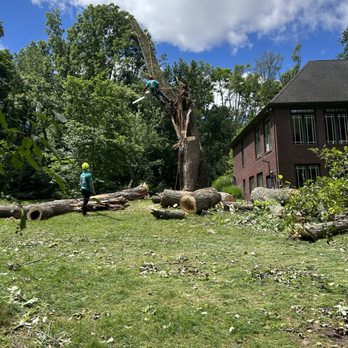 Royal Eagle Tree Service - Tree Services Near Me - Pontiac, Michigan