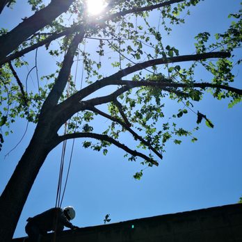 Guerreros Tree Service - Tree Services Near Me Guerreros Tree Service - Tree Services Near Me