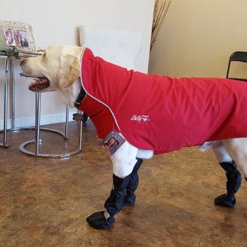 PetsCool - Chilly Dog Rain Slicker - Pet Sitting Near Me - Barrie, Ontario