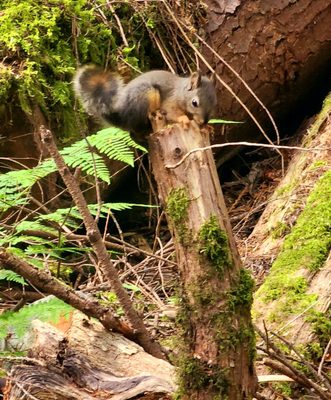 Capilano Suspension Bridge Park by null