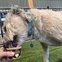 Photo of The Bark House Pet Resort and Spa
