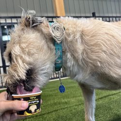 The Bark House Pet Resort and Spa - Jasmine enjoying her pup cup.