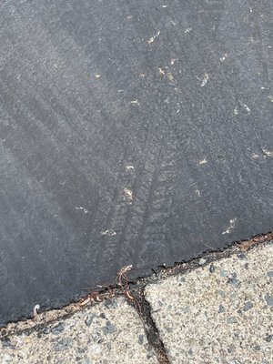 Costello Ed & Sons Paving