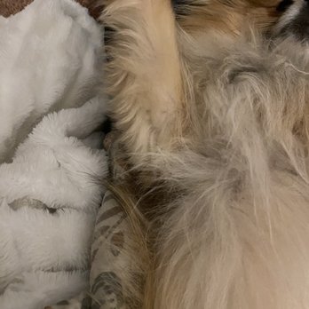 The Painted Pooch - Legs weren't trimmed - Pet Groomers Near Me - Burien, Washington
