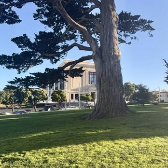 Painted Ladies - Beautiful tree at the top of Alamo Park - Landmarks & Historical Buildings Near Me - San Francisco, California Painted Ladies - Beautiful tree at the top of Alamo Park - Landmarks & Historical Buildings Near Me - San Francisco, California