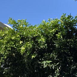 Trees are not pruned