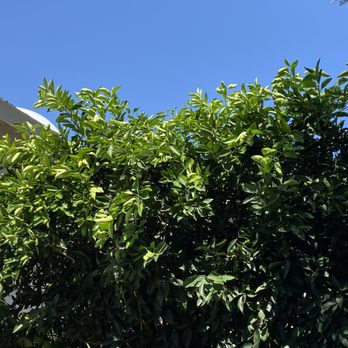 Robert's Tree Care - Trees are not pruned - Tree Services Near Me - Stockton, California