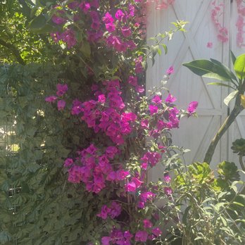 Moon Valley Nurseries - Bougainvillea fushia - Tree Services Near Me - Chino, California Moon Valley Nurseries - Bougainvillea fushia - Tree Services Near Me - Chino, California