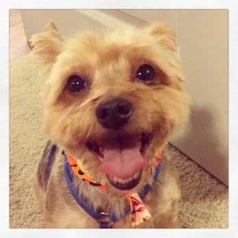 Mud Puppies - Riverside - Levi feeling fresh after his grooming appointment! - Pet Groomers Near Me - Austin, Texas