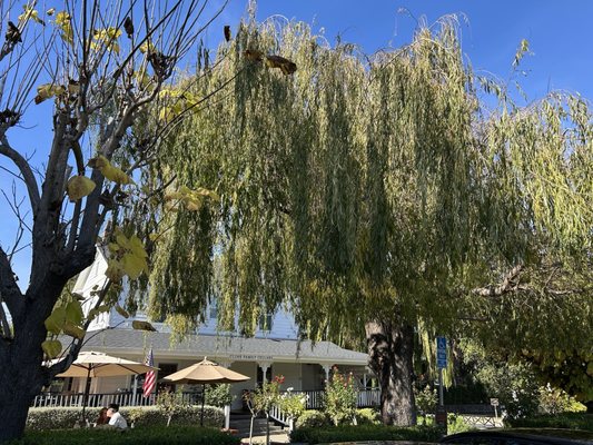 Cline Family Cellars by null