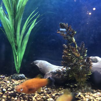 Good Karma Cafe - fish tank fish tank fish tank - Coffee & Tea Near Me - Philadelphia, Pennsylvania Good Karma Cafe - fish tank fish tank fish tank - Coffee & Tea Near Me - Philadelphia, Pennsylvania
