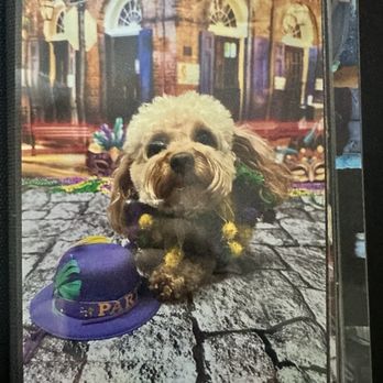 Dogtopia - Pet Boarding Near Me - Upland, California