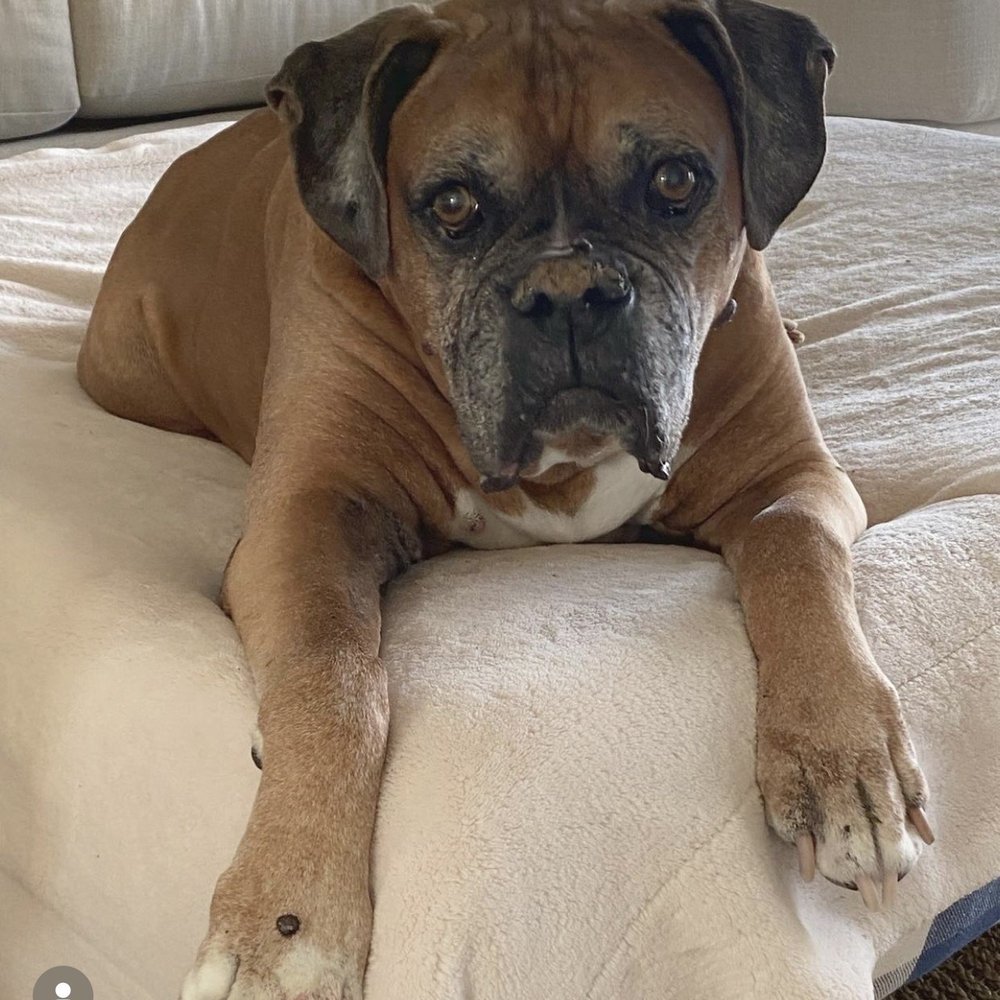 Our sweet Oscar! He LOVED visiting Priscilla's! He just got his manicure in this pic! Our sweet Oscar! He LOVED visiting Priscilla's! He just got his manicure in this pic!