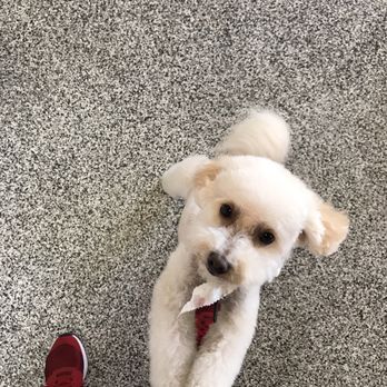 Fancy Fur 'n Purr - Pet Groomers Near Me - Chandler, Arizona