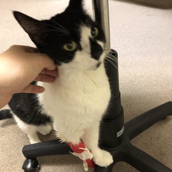 BluePearl Pet Hospital - Picture of my sweet girl when I was able to visit her while she was admitted for 48 hours - Veterinarians Near Me - Framingham, Massachusetts BluePearl Pet Hospital - Picture of my sweet girl when I was able to visit her while she was admitted for 48 hours - Veterinarians Near Me - Framingham, Massachusetts