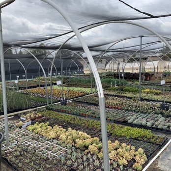 Paramount Nursery - Succulents - Nurseries & Gardening Near Me - Los Angeles, California