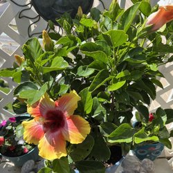 Lisena Garden Center