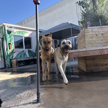 Yo Dog Walker - Dog Walkers Near Me Yo Dog Walker - Dog Walkers Near Me