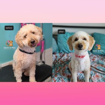 Spaw & Play - Before and after Bath Spaw & Grooming package - Pet Groomers Near Me Spaw & Play - Before and after Bath Spaw & Grooming package - Pet Groomers Near Me