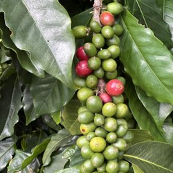 Bald Head Coffee