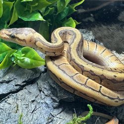 Winchester Aquarium & Pet Center - Snake