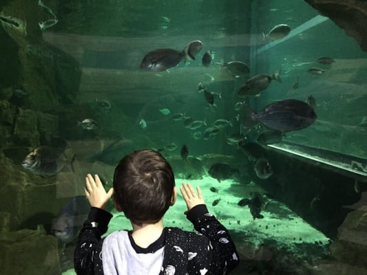 Acquario di Livorno by null