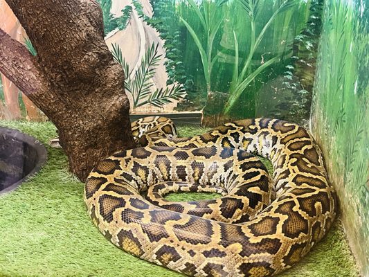 Edisto Island Serpentarium by null