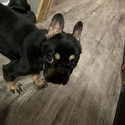 The Wagging Tail Inn