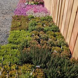 Driftwood Nursery - LOTS of plants, but they'll go fast.