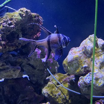 Seattle Aquarium - Aquariums Near Me - Seattle, Washington Seattle Aquarium - Aquariums Near Me - Seattle, Washington