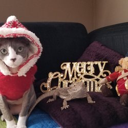 Ottewell Animal Clinic - Smaugy making it to her second Xmas thanks to Dr. Pettifor and the team!
