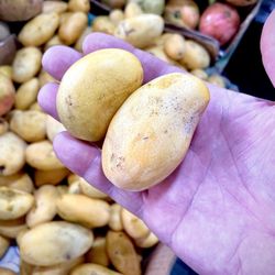Farmers Market - Mangoes of different types and in all different sizes. These are the smallest mangos I've ever held. Lol