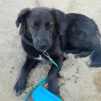 Mount Woodson Trail - Doggies need water too! - Hiking Near Me - Poway, California