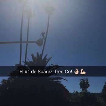 Suarez Tree Service - Tree Services Near Me Suarez Tree Service - Tree Services Near Me