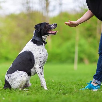 Pup Town Girl - Affordable dog training - Pet Training Near Me Pup Town Girl - Affordable dog training - Pet Training Near Me