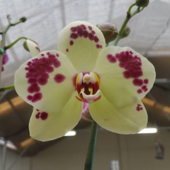 Akatsuka Orchid Gardens - Flowers & Gifts Near Me - Volcano, Hawaii