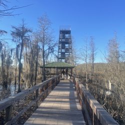 Grand Bay Wildlife Management Area - Tower