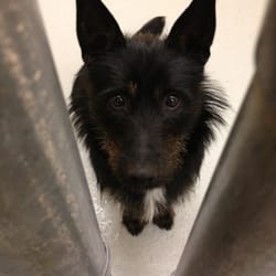 Seattle Animal Shelter