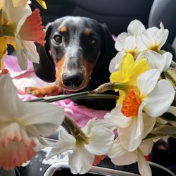 Good Dog Grooming