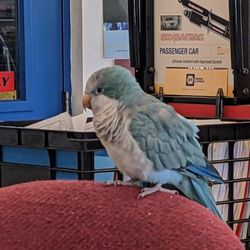 South Main Auto Service - Harley, Customer Service Rep