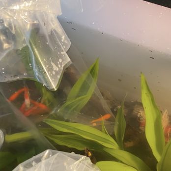 Jan's Tropical Fish - Local Fish Stores Near Me - Montclair, California Jan's Tropical Fish - Local Fish Stores Near Me - Montclair, California