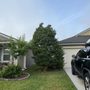 Northeast Florida Tree Surgeons