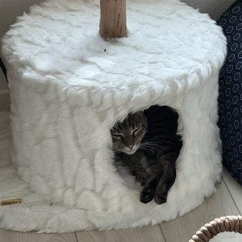 The Comfy Cat Haven - Pet Sitting Near Me The Comfy Cat Haven - Pet Sitting Near Me