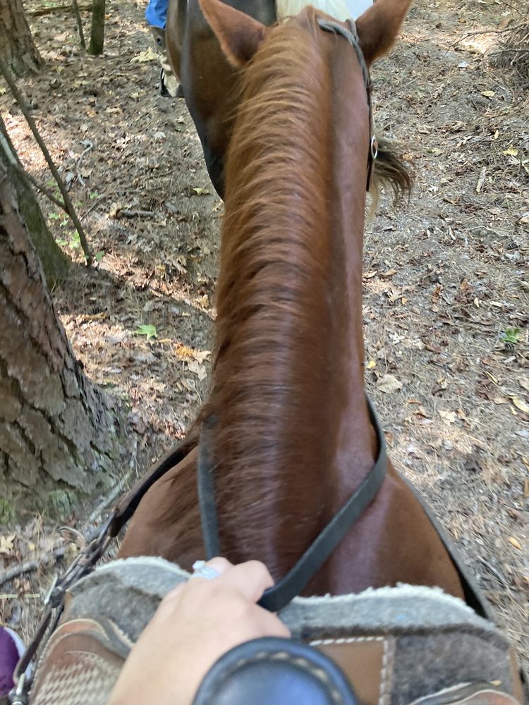 Mountain Harbor Riding Stable - equestrian in Mount Ida, AR