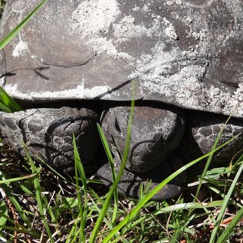 Halpatiokee Regional Park - Gopher Tortoise on the path! He didn't stick around very long though. - Hiking Near Me - Stuart, Florida
