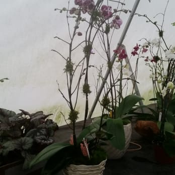 Rainbeau Orchids - Dressed up orchids - Nurseries & Gardening Near Me - Alpharetta, Georgia